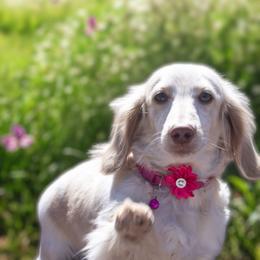 Blanca - Dachshund