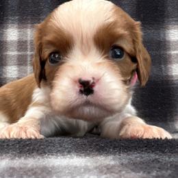 Pink Girl - Blenheim female Cavalier King Charles Spaniel puppy in Siloam Springs, Arkansas from Queen Cavaliers