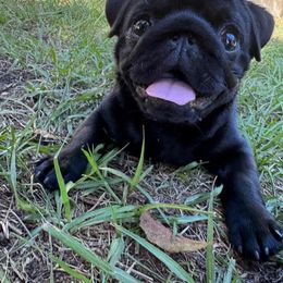 Pug Puppies from Wicked Kennel