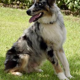 Pencil - Australian Shepherd