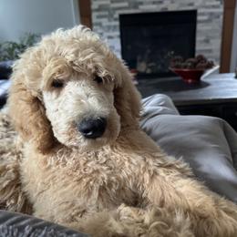 Light Blue - Apricot male Poodle puppy in Orting, Washington from Coplar Creek Standard Poodles