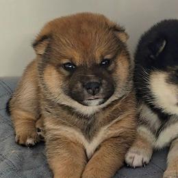 Ren - Red female Shiba Inu puppy in Marianna, Florida from Diwasou