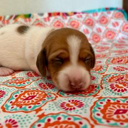 Mizzi - Piebald female Dachshund puppy in Woodlake, California from Wild West Weenies