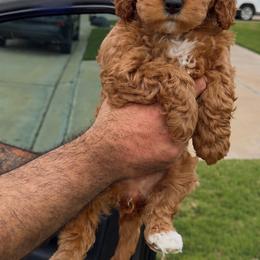 Girl 2 - Red  female Goldendoodle puppy in Richmond, Texas from Harper’s Heartbeats