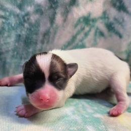 Joy - White female Companion Cross puppy in Davenport, Washington from Lovely Ladies and Little Asses Miniature Equines (L3A Pomeranians & Papillons)