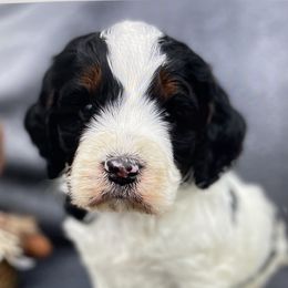 Poodle and Springerdoodle Puppies from Willow Lane Poodles
