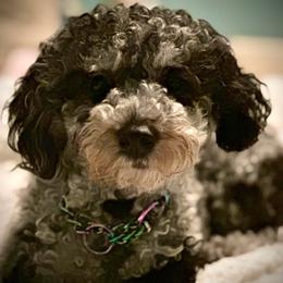 Shichon puppies from Great Lakes Teddy Bear Dogs