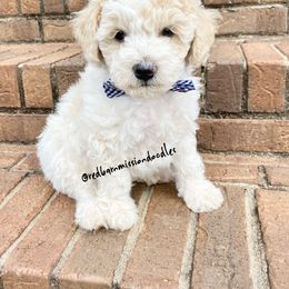 Goldendoodle Puppies from Red Barn Mission Farm