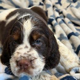 Tex - Liver white and tan male English Springer Spaniel puppy in Newport News, Virginia from Sara's English Springer Spaniels