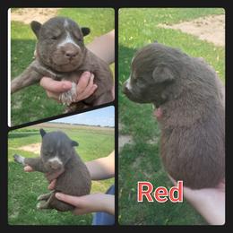 Siberian Husky Puppies from Haase Family Kennels