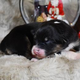 Paris - Black tri-color female Australian Shepherd puppy in Kirksville, Missouri from BellSharps Australian Shepherds