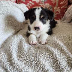 Pembroke Welsh Corgis from Surfside Corgis South Carolina