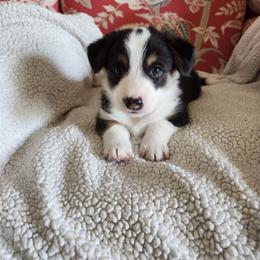 Pembroke Welsh Corgis from Surfside Corgis South Carolina