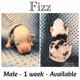 Fizz - Blue merle and white male American Corgi puppy in Fitzhugh, Oklahoma from Elmiphyr Corgis