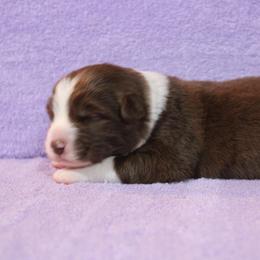 Australian Shepherd Puppies from Starlit Grove Australian Shepherds