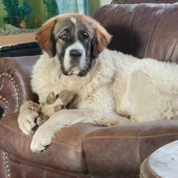 Gaia - Pyrenean Mastiff