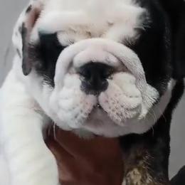 Brut - Black tri-color male Bulldog puppy in Cumming, Georgia from Happy Place Kennels