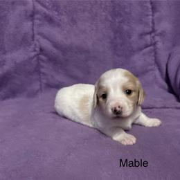 Mable - Cream female Dachshund puppy in Poteau, Oklahoma from Lady Maye Dachshund's