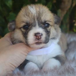 White collar - Red male Pembroke Welsh Corgi puppy in Caliente, California from Rafter Cross 7