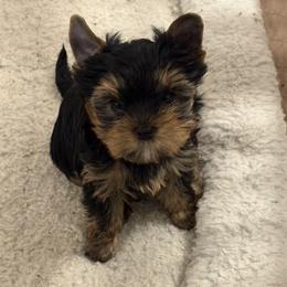 Michelangelo - Blue and gold male Yorkshire Terrier puppy in Portland, Oregon from Bohemian Beauty Yorkshire Terrier
