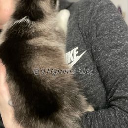 Pomsky Puppies from 916 Pomskies