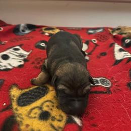 Patriot - Sable male German Shepherd puppy in Winters, California from Vom Haefner German Shepherds