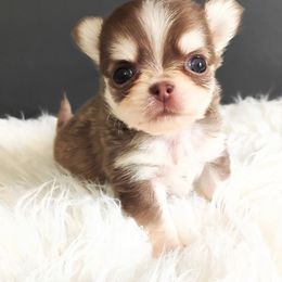 Liberty - Fawn and white female Chihuahua puppy in Wayland, Michigan from MI Chi
