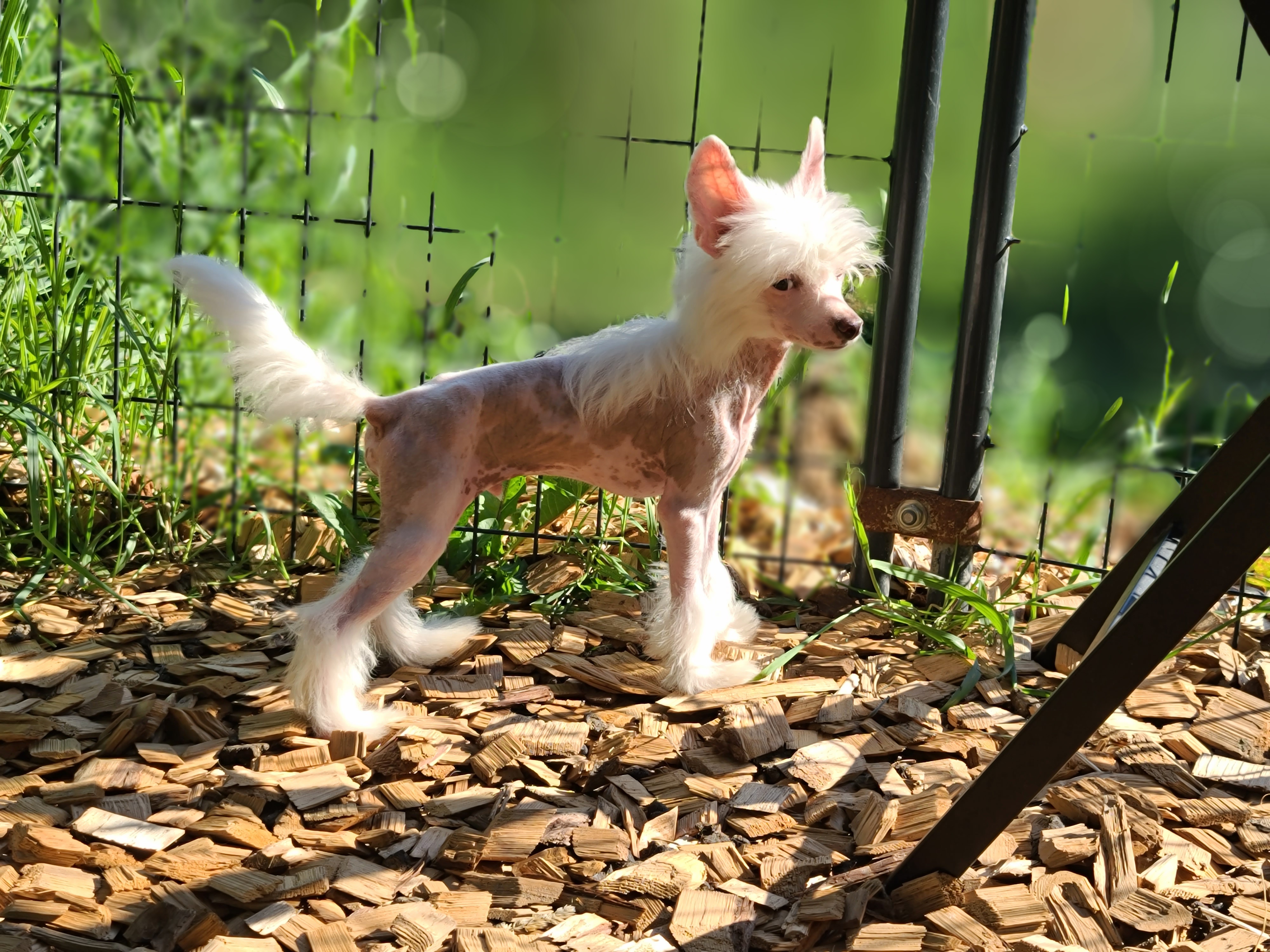 Chinese Crested and Rottweiler Puppies from Long Rotts & Long Haul Cresteds