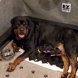 Denali - Rottweiler