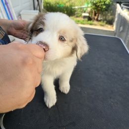 Australian Shepherd Puppies from Starlit Grove Australian Shepherds