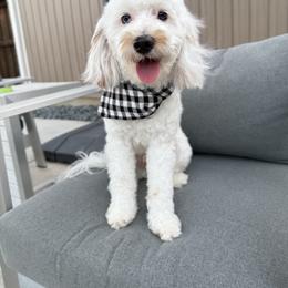 Hank - Goldendoodle