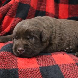 Frosty - Chocolate male Labrador Retriever puppy in Camden, Indiana from Camden's Caring Canines