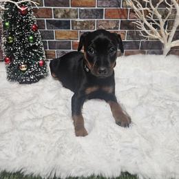 Adam - Black and rust male Miniature Pinscher puppy in Baton Rouge, Louisiana from Pike's Pups