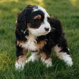 Opal - Tri-color female Bernedoodle puppy in Eatonville, Washington from Mt. Rainier Doodle Dogs