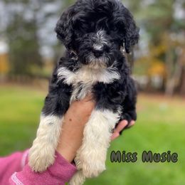 Miss Music - Black and white Portuguese Water Dog puppy in Grants Pass, Oregon from Rogue River Portuguese Water Dogs