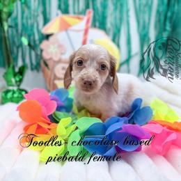 Toodles - Piebald female Dachshund puppy in Prairieville, Louisiana from Southern Barron Danes & Dachshunds