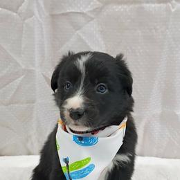 (Avani) Nala - Black and white female Border Collie puppy in Max, Nebraska from Stag Valley Homestead
