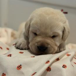 Chestnut- Red collar - Yellow male Labrador Retriever puppy in Isanti, Minnesota from Four Corners Family Labs