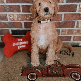 Labradoodle Puppies from Mount Olive Doodles