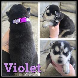 Violet - Black and white female Siberian Husky puppy in Merrill, Michigan from Haase Family Kennels