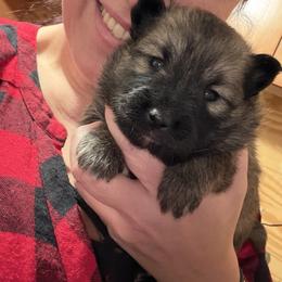 Hansel - Wolf sable male Pomsky puppy in New Bedford, Massachusetts from Roark Pack Chihuahua's & Pomsky's