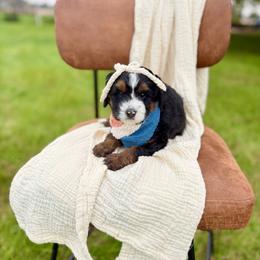 Jazz - Tri-color female Bernedoodle puppy in Buda, Illinois from Hamilton Farm Doodles