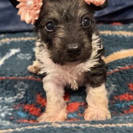 Lucy - Piebald female Dachshund puppy in Hutchinson, Kansas from Dappled Danes