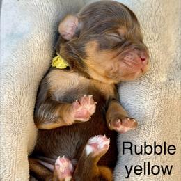 Rubble - yellow collar - Chocolate male Cavapoo puppy in Colorado Springs, Colorado from Shining Star Doodles