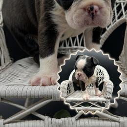 Homer - Seal and white male Boston Terrier puppy in Jacksonville, Florida from Trail’s End Boston Terriers