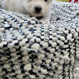 Pomsky and Siberian Husky Puppies from Cold Mountain Kennel