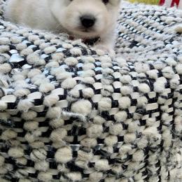 Pomsky and Siberian Husky Puppies from Cold Mountain Kennel