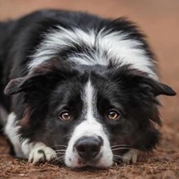 Border Collies from Megan's Border Collies