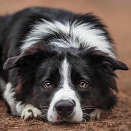 Border Collies from Megan's Border Collies