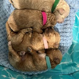 Poodle puppies from Daisy’s Doodles